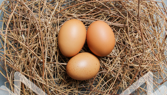 ¿CÓMO MEJORAR LA CALIDAD DE LOS HUEVOS? – PARTE 1