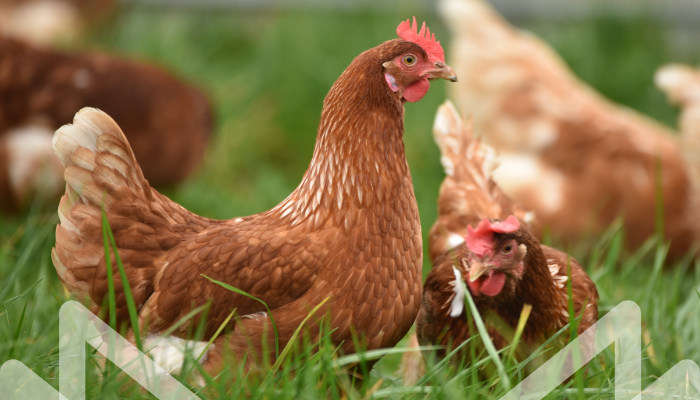 ¿CÓMO MEJORAR LA CALIDAD DE LOS HUEVOS? – PARTE 2