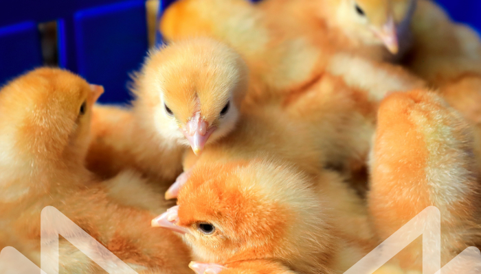 SELECCIÓN GENÉTICA HA GENERADO AUMENTO DE CRECIMIENTO DE POLLOS CONSUMIBLES